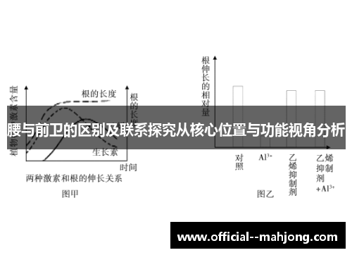 腰与前卫的区别及联系探究从核心位置与功能视角分析